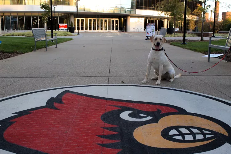 Dog sits next to the Cardinal outside of BAB