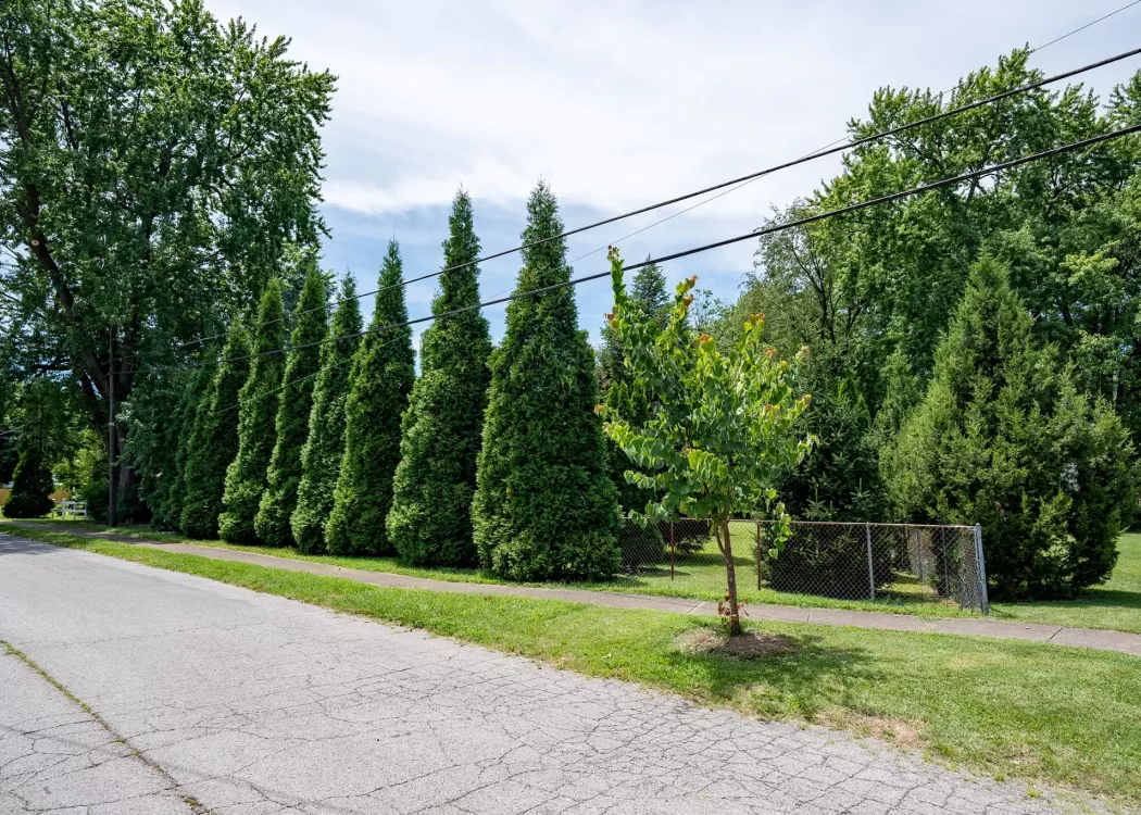 A residential area showing trees and shrubs added for the Green Heart Louisville Project. Photo by Mike Wilkinson for The Nature Conservancy.