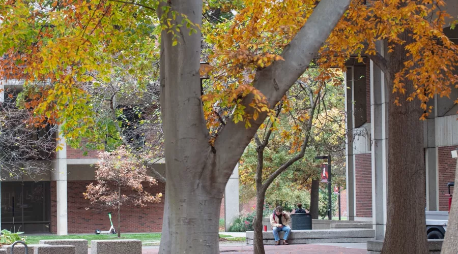 Tree surrounded by fall leaves on the ground and framed by buildings.