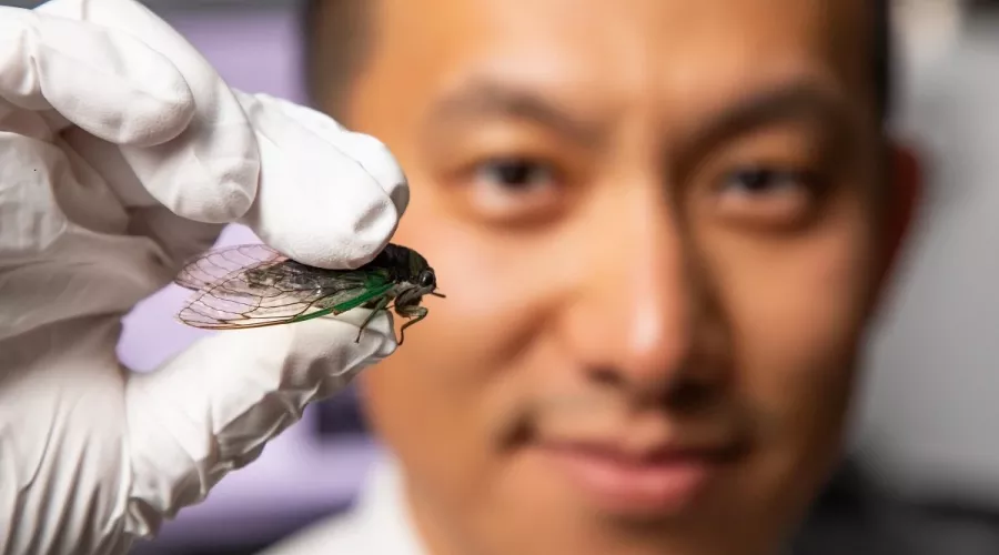Man holding cicada