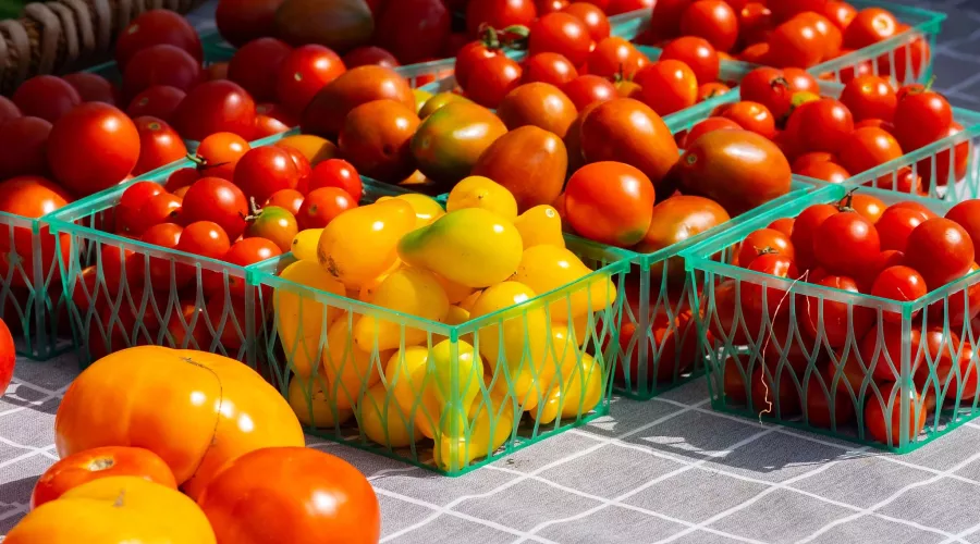 Cartons of tomatoes on a table