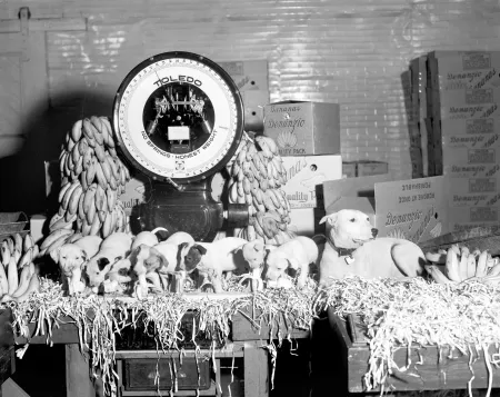 A black and white photograph of a litter of white puppies eating bananas on a scale in a fruit market in 1938.